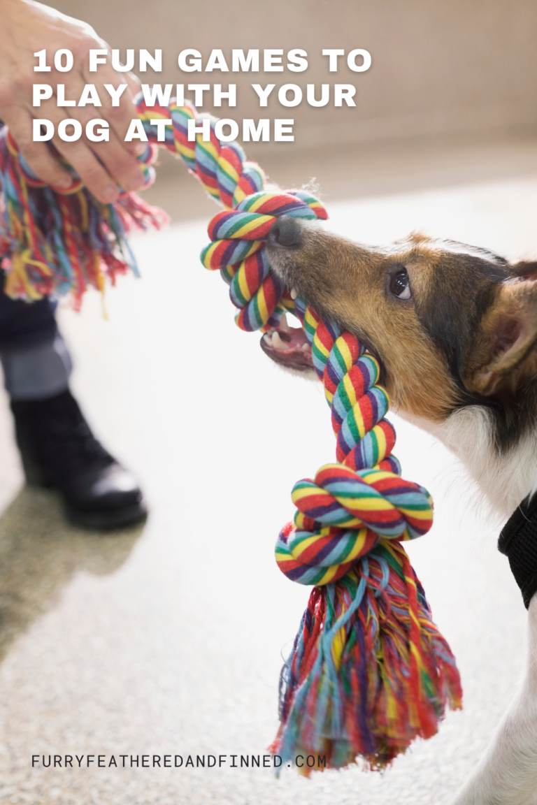 A person playing tug o war with their dog using a colorful dog toy