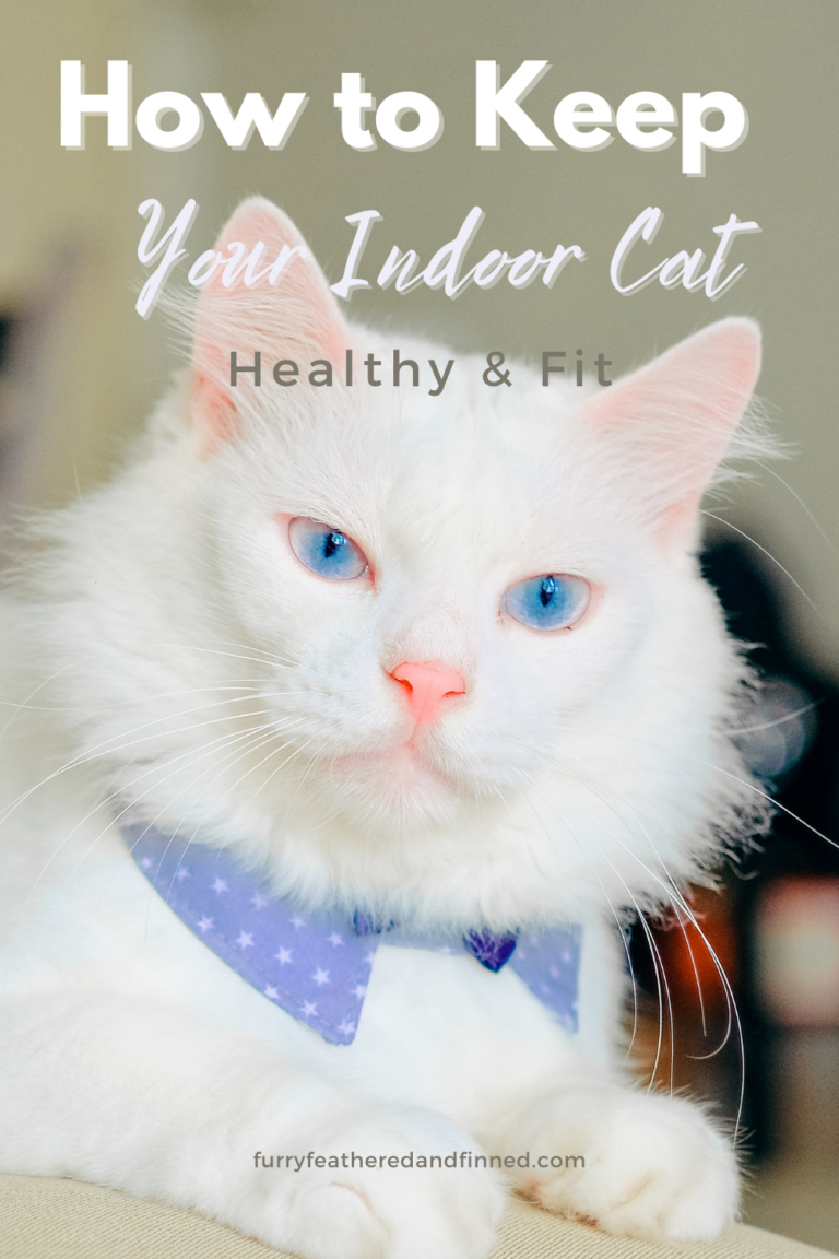A blue eyed pink nosed white cat wearing a blue tie collar looking at the camera