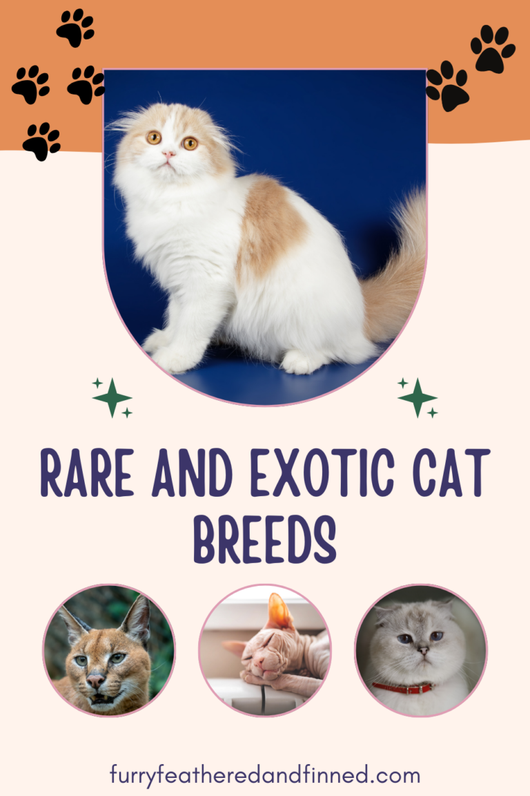 A collage of rare and exotic cat breeds