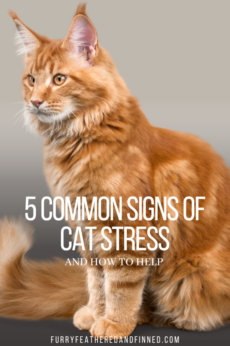 A beautiful orange tabby cat sitting down looking off to the left