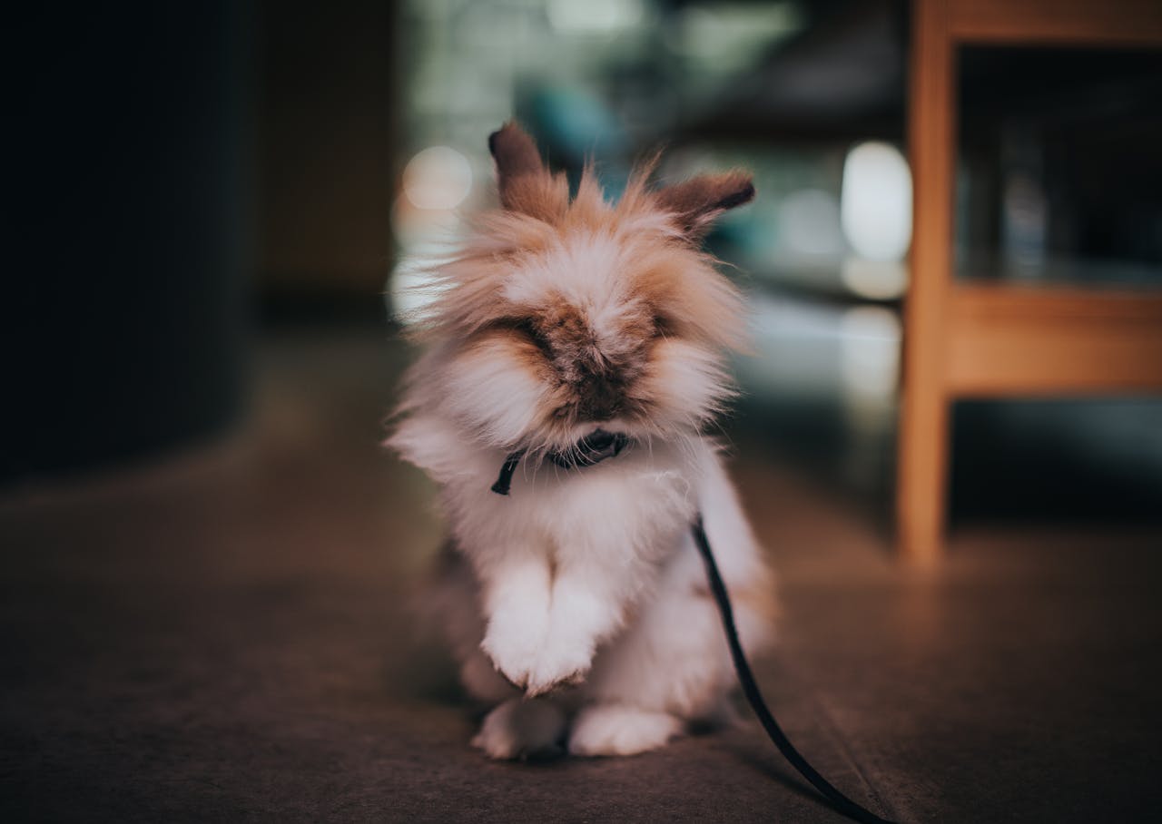 Feathered Rabbit How to Create the Perfect Habitat for Your Pet Rabbit ...