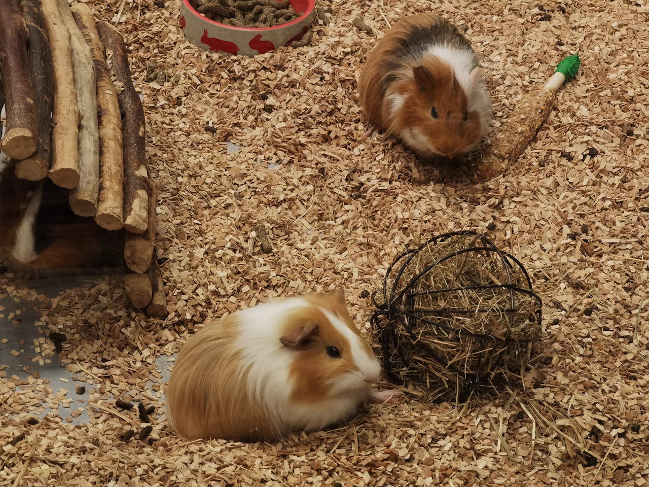 Image showcasing Common Guinea Pig Health Problems - furryfeatheredandfinned.com